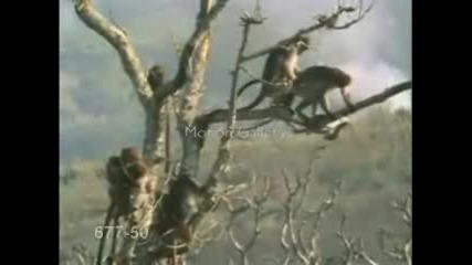Палави Маймуни