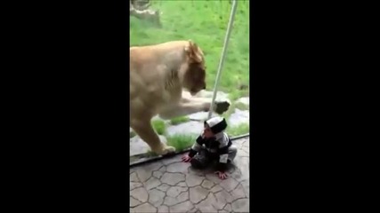 Лъв иска да хване бебе! Не са ли сладки :))