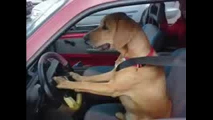 Dog Funny Video Funniest Ever Chien Drole Laughing 