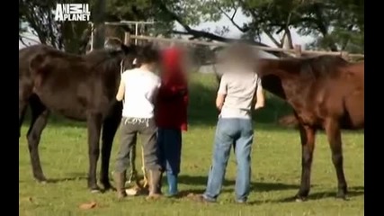 Animal Cops_ South Africa ep 6