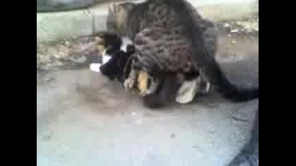 Котенца