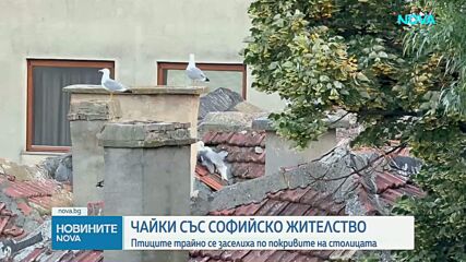 Чайки се заселиха трайно по покривите на София