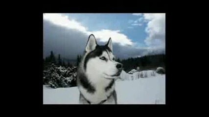 Хъски