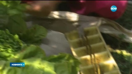 Държавата със спешен план при масово завръщане на българи от Гърция