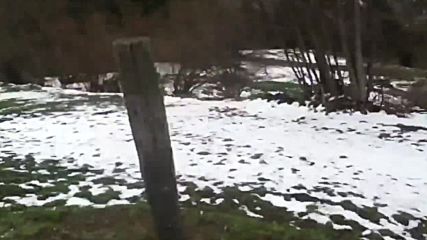 Котка спаси турист