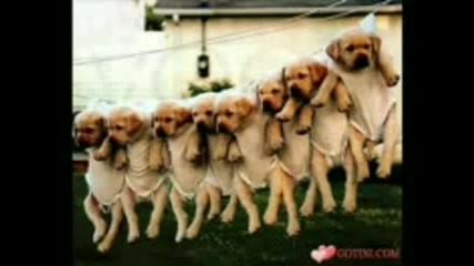 narodna muzika s mrasni dumi 2010
