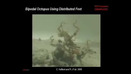 Robert Full Secrets of movement, from geckos and roaches 