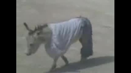 Облечено магаре
