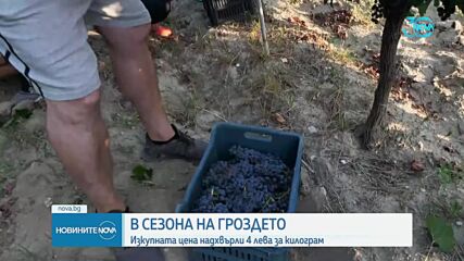 В сезона на гроздето: Защо изкупната цена стигна 4 лв. за килограм