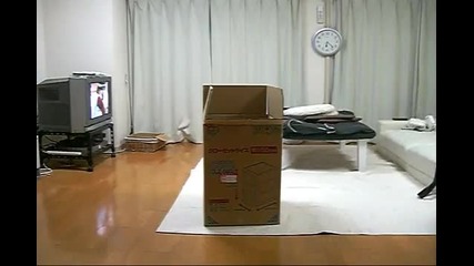 Crazy Cat jump in boxes