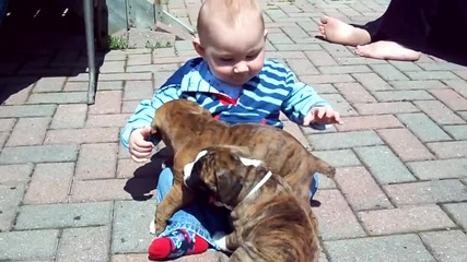 Boxer puppies and baby[720p]