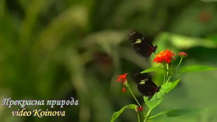 Прекрасна природа