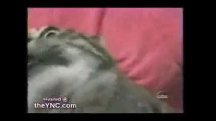 говореща котка - 2