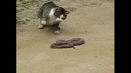 Котка vs. Змия 