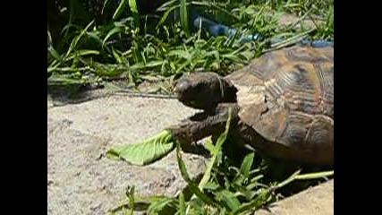 костенурка в нашия двор