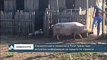 Епизоотичната комисия в Русе представя актуална информация за чумата по свинете