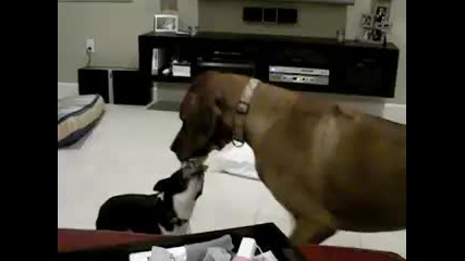 Boston Terrier vs. Rhodesian Ridgeback - Малкият не се дава...