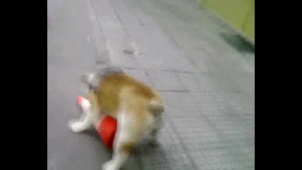 Булдог 