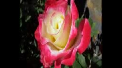 Richard Clayderman - Les fleus sauvages