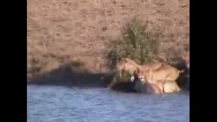 Стадо биволи спасяват малкото си от лъвовете