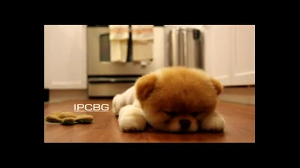 Най-сладкото и най-известното кученце в интернет - Boo