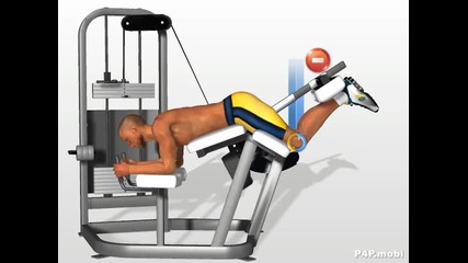 Legs exercises - Hamstring 1