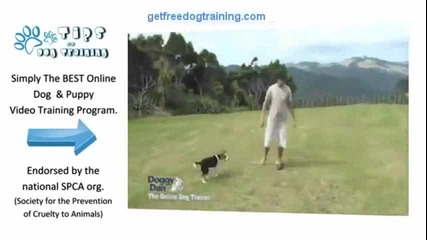 An Honest Review Of Doggy Dans Online Dog Trainer.