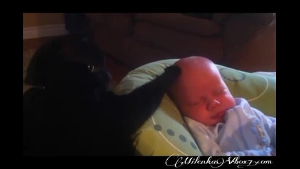 Черна Котка В Ролята На Майка