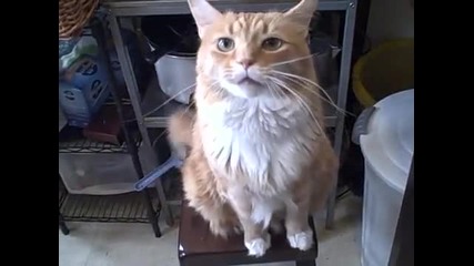 котка прихопат много смях 
