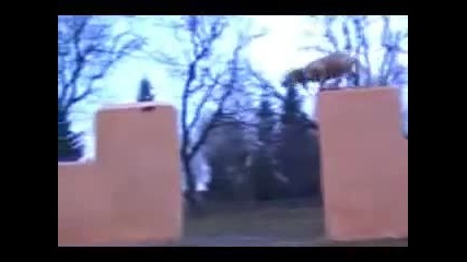 Tret - Parkour Dog From Ukraine