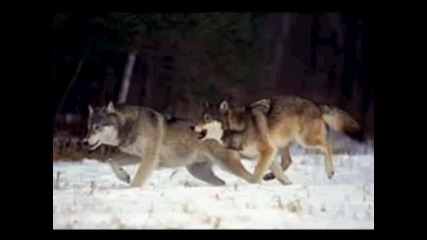 Wolves