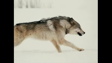 Wolf - Break The Ice