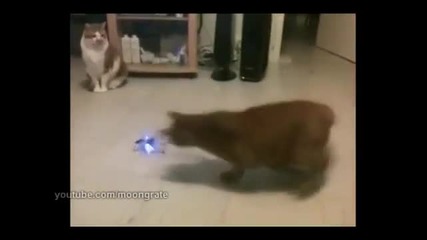 Коте срещу хиликоптер
