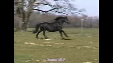 Horses - Oxana!