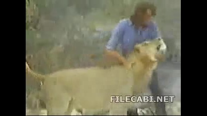 Невероятно :) Лъвица и човек :)