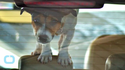 New Tennessee Law Allows People to Save Pets From Hot Cars