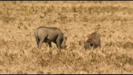 National - Geographic - Planet - Carnivore (2007) - Lion - 2 - 5 