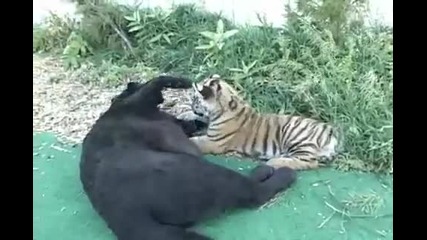 Леопард и Тигър си играят заедно ! 