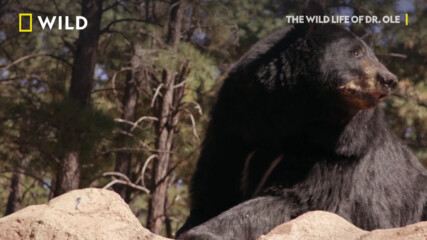 Ваксинация на черни мечки | Дивият живот на д-р Оле | NG Wild Bulgaria