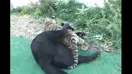 Малък Тигър и малък, черен Леопард - малки сладури