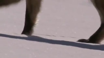 Red Fox - Лов в снега