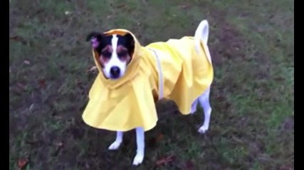 Малкото куче с жълтия дъждобран