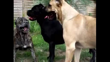 cane corso beauty dogs 
