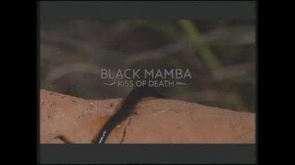 Черната мамба - целувката на смъртта