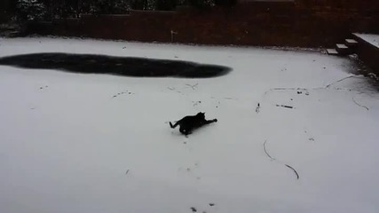 Котка вижда сняг за първи път !