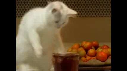 Котка срещу Чаша
