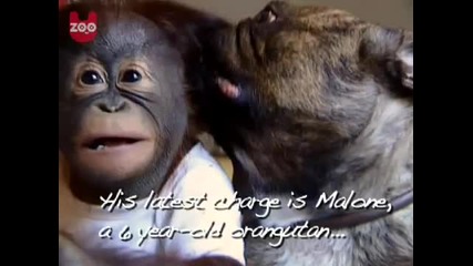 Булдог целува орангутан