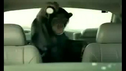 Маймуна автоаларма