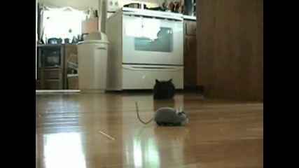 Котка Срещу Мишка Робот