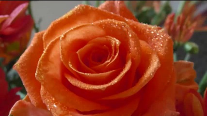 Ernesto Cortazar - Between thorns and roses 